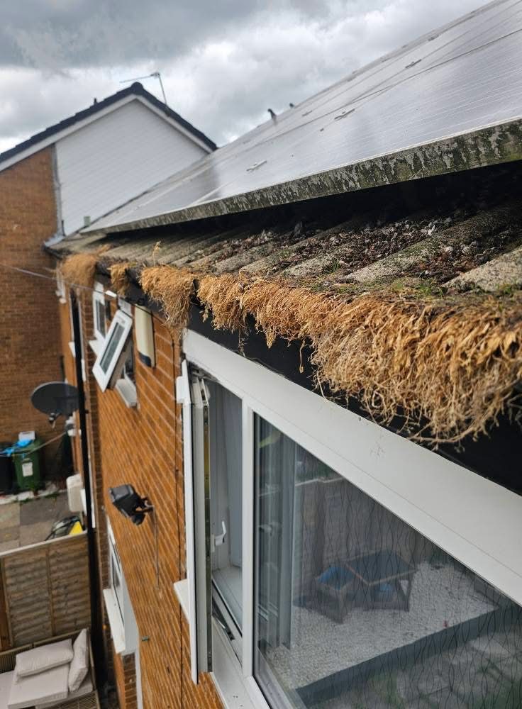 Before: Leaves, moss and standing water